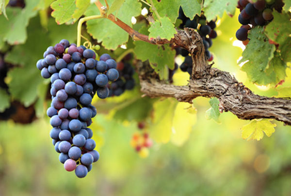 viticulture biologique